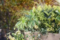 Jardinière en bois plantée de Fatsia japonica 'Spiderweb', Skimmia japonica 'Finchy' et 'Oberries White', Stipa tenuissima 'Pony Tails' et Ivy sur banc en bois