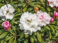 Rhododendron yakushimanum Koichiro Wada, printemps mai