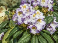 Rhododendron Hybride Virginia Delp, printemps mai