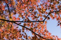 Gros plan d'un Acer rétroéclairé en couleur d'automne