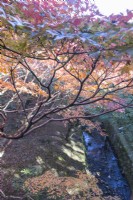 Acers aux couleurs automnales et vue sur le ruisseau dans le jardin de la vallée.