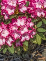 Rhododendron yakushimanum-Hybride Kokette, printemps mai