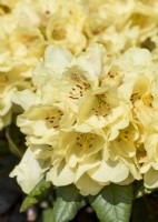Rhododendron yakushimanum Goldprinz, printemps mai