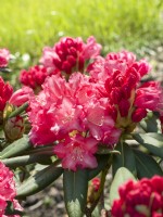 Rhododendron yakushimanum Anilin, printemps mai