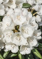 Rhododendron yakushimanum Yaku Angel, printemps mai