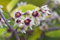 Chimonanthus praecox - douce d'hiver