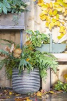 Pot planté de Dryopteris erythrosora - Fougère à feuilles de chêne et un panier contenant du Skimmia 'Oberries White' aux feuilles dispersées sur la terrasse en bois