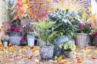 Pots plantés de Rhododendron 'Madame Masson', Mahonia media 'Charity' et Skimmia 'Oberries White' avec des feuilles éparpillées sur une terrasse en bois