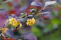 berberis thunbergii - montrant de minuscules fleurs en mai