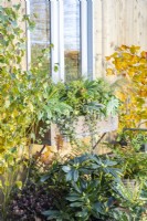 Jardinière en bois plantée de Fatsia japonica 'Spiderweb', Skimmia japonica 'Finchy' et 'Oberries White', Stipa tenuissima 'Pony Tails' et Ivy