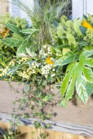 Skimmia japonica 'Oberries White', Fatsia japonica 'Spiderweb' et Ivy dans une boîte à fenêtre en bois