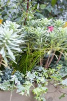 Jardinière plantée d'Euphorbia characias 'Silver Edge', Chamaecyparis 'Sky Blue', Carex, Lierre et brins d'Eucalyptus