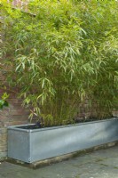 Phyllostachys aureosulcata spectabilis - bambous plantés dans un abreuvoir en métal galvanisé à côté d'un mur de briques. Avril.