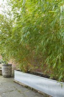 Phyllostachys aureosulcata spectabilis - bambou planté dans un abreuvoir en métal galvanisé à côté d'un mur de briques. Avril.