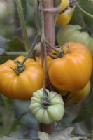 Tomate - Solanum lycopersicum Orange allemande Fraise