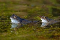 Les grenouilles rousses Rana temporaria dans l'étang de jardin Mars Norfolk