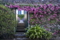 Rosa 'Dorothy Perkins' grimpant sur un mur de briques et vue à travers une porte donnant sur un jardin privé