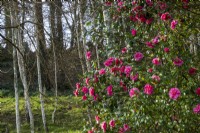 Buisson Camellia x williamsii « Donation » avec peuplement de bouleaux argentés derrière