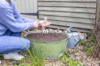 Femme tapotant la main avec des graines pour répartir doucement et uniformément les graines de fleurs sauvages sur le dessus du compost