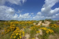 Séneçon commun Jacobaea vulgaris poussant sur les dunes de sable de Holkham Norfolk en août