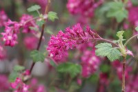 Ribes sanguineum 'Amore' - Groseille à fleurs montrant des fleurs rose foncé en avril