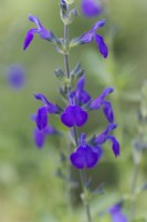 Note bleue de Salvia