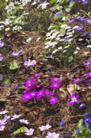 Hepatica nobilis Rosea, Hepatica japonica forma magna sur un parterre de fleurs au début du printemps dans un jardin boisé. Avril