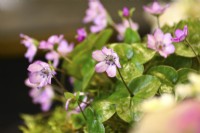 Hepatica japonica, avril