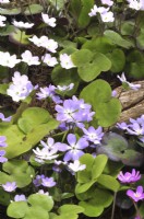 Hepatica x schlyteri Ashwood hybride au début du printemps parterre de fleurs dans un jardin boisé. Avril