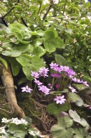 Hepatica maxima, Hepatica japonica au début du printemps parterre de fleurs dans un jardin boisé. Avril