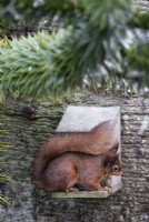 Écureuil roux - Sciurus vulgaris assis sur une mangeoire