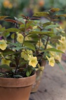 Achimenes Yellow Beauty - Plante à eau chaude en pots d'argile