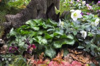 Parterre de fleurs boisées au début du printemps avec Epimedium perralchicum Frohnleiten, Arum 'Cameleon' et Helleborus niger. Mars