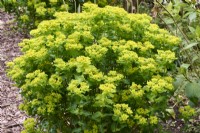 Euphorbia polychrome 'Midas'