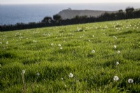 Têtes de graines de pissenlit dans un champ à Prawle Point, South Devon, Royaume-Uni