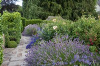 Lavande et roses avec haie d'if et lierre formé le long de la promenade surélevée du jardin de Bourton House, Gloucestershire.