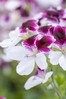 Le Pélargonium 'Australian Mystery', pélargonium décoratif, porte des fleurs bicolores violet et blanc aux pétales dentés.