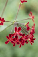Pélargonium 'Ardens', une espèce de pélargonium hybride à petites fleurs rouge sang et noires tenues sur de longues tiges.