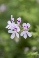 Pelargonium denticulatum, une espèce de pélargonium aux fleurs lavande marquées de carmin.