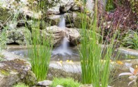 Juncus effusus et Fontinalis antipyretica poussant à côté d'un petit étang avec cascade sur les rochers