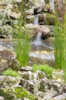 Juncus effusus et Fontinalis antipyretica poussant à côté d'un petit étang avec cascade sur les rochers