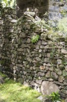 Un mur de jardin en pierre sèche moussu avec Cymbalaria muralison et du lierre qui en sortent