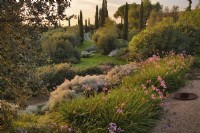Vue d'ensemble du jardin botanique sec méditerranéen avec plantation massive de plantes, d'arbustes et d'arbres tolérants à la sécheresse, y compris le Tulbaghia Tipi 'Dark Star' à fleurs roses au premier plan.