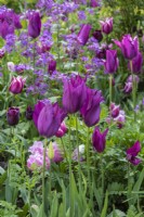 Tulipa 'Bourgogne, une tulipe fleurie de lys, sur fond d'honnêteté.