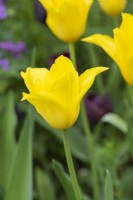 Tulipa 'West Point', bulbe, une élégante tulipe jaune riche à fleurs de lys qui fleurit au printemps. Tulipe ancienne datant de 1915, elle possède des pétales pointus distinctifs, légèrement tordus.