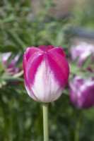 Tulipa 'Shiun', une tulipe Triumph au corps crémeux et aux pétales bordés de rose.