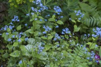 Brunnera macrophylla 'Jack Frost', vipérine de Sibérie, plante vivace rhizomateuse aux feuilles argentées et aux fleurs bleues myosotis au printemps.