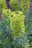 Euphorbia characias subsp. wulfenii, euphorbe méditerranéenne, un sous-arbuste étalé qui porte au printemps de grandes têtes arrondies de fleurs vert doré
