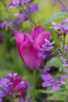 Un mélange de honnêteté rose et violet avec la Tulipa 'Don Quichotte', une tulipe Triumph aux fleurs rose vif qui apparaissent tard dans la saison.