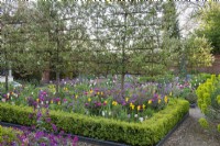 Une ligne de pommes sauvages plissées « Evereste » s’élève au-dessus des tulipes, de l’euphorbe et de l’honnêteté, contenues dans un parterre de fleurs rectangulaire bordé de buis.